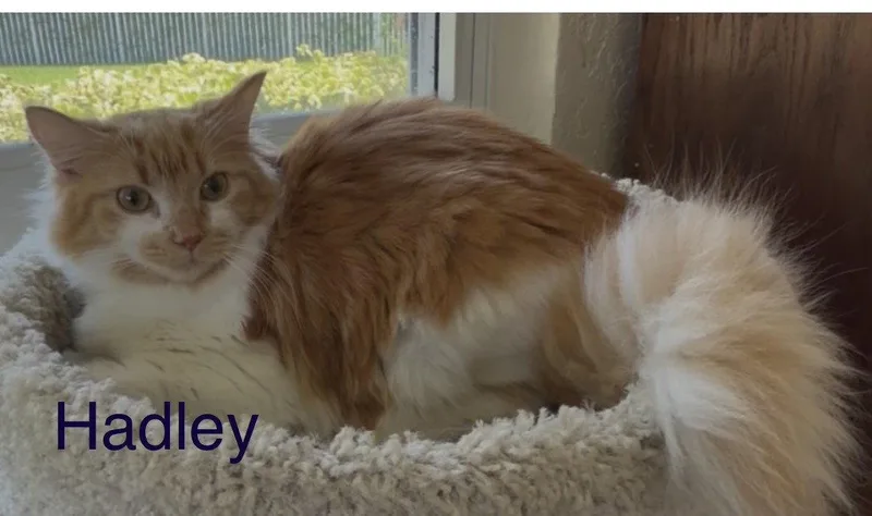A young large-sized male Maine Coon cat named Hadley for adoption in Oakland Park, FL
