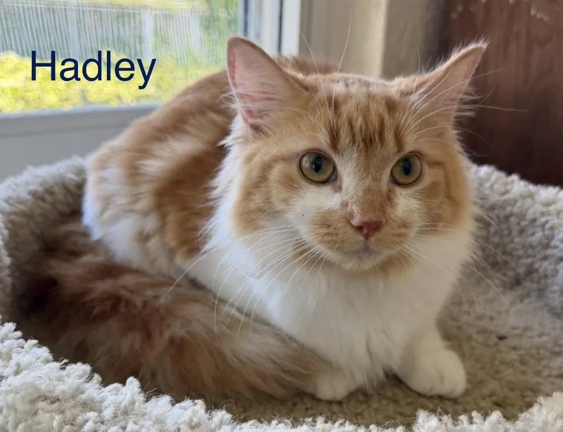 Hadley thumbnail 2