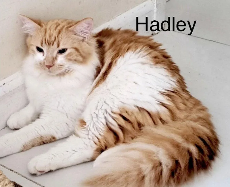 Hadley thumbnail 3
