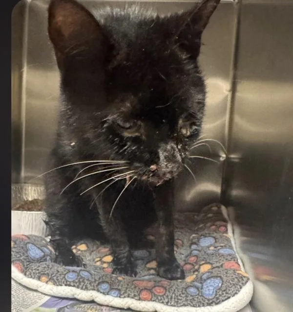 An adult large-sized male Domestic Short Hair cat named Fm Wendell Fiv+ for adoption in Lawrenceville, GA