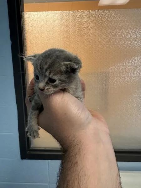 A baby small-sized female Domestic Short Hair cat named Kc Nezzie for adoption in Lawrenceville, GA