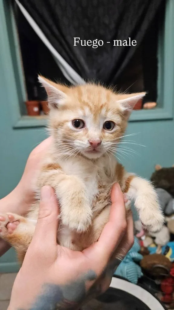 A baby small-sized male Domestic Short Hair cat named Fuego for adoption in LIberty, NY