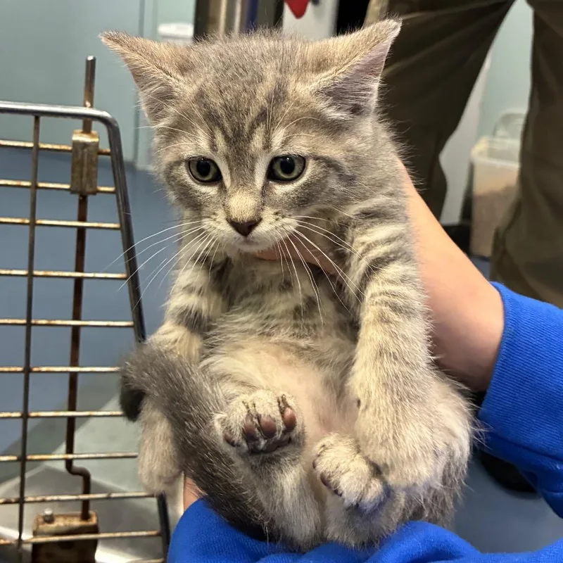 A baby small-sized male Gray / Blue / Silver Domestic Short Hair cat named Stork for adoption in Greensboro, NC