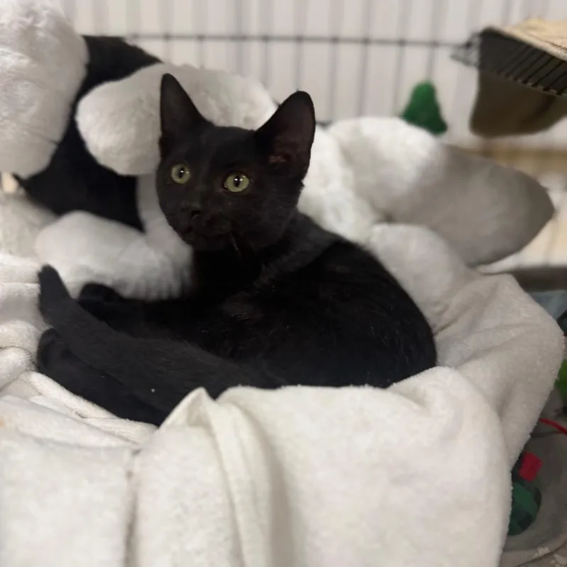 A baby small-sized female American Shorthair cat named Sabrina for adoption in Collinsville , OK