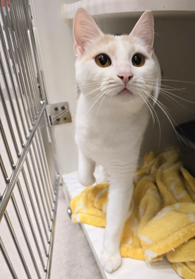 An adult medium-sized female Tabby (Buff / Tan / Fawn) Domestic Short Hair cat named Nala for adoption in Amityville, NY