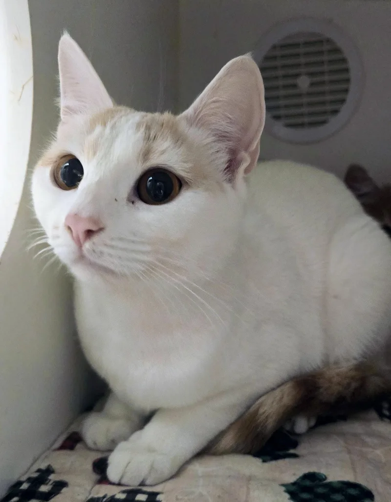 Nala thumbnail 3