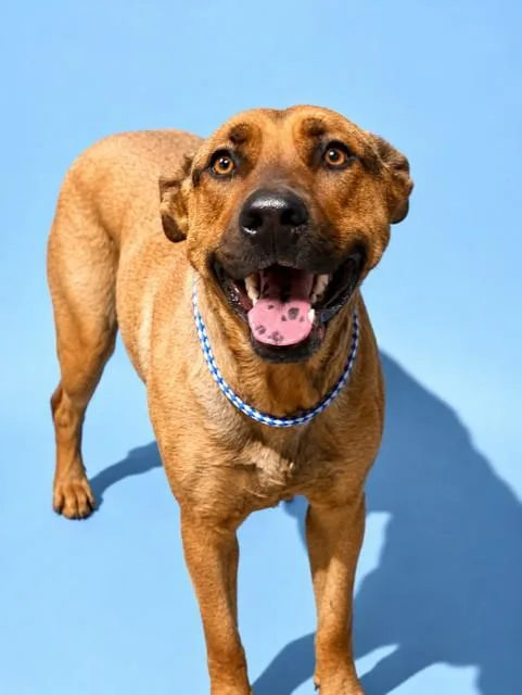 An adult large-sized female Mixed Breed dog named Barbara Shop for adoption in Jacksonville, FL