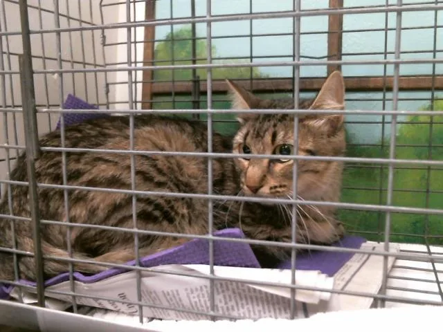 An adult large-sized female Domestic Short Hair cat named A for adoption in Houston, TX