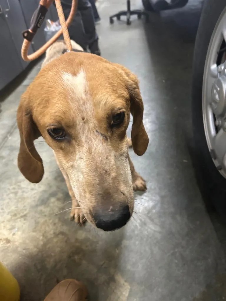 A baby medium-sized female Hound dog named Tink for adoption in Oxford, NC
