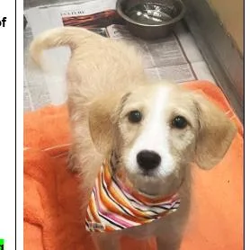 A baby small-sized female Yellow / Tan / Blond / Fawn Mixed Breed dog named Xena for adoption in New York, NY