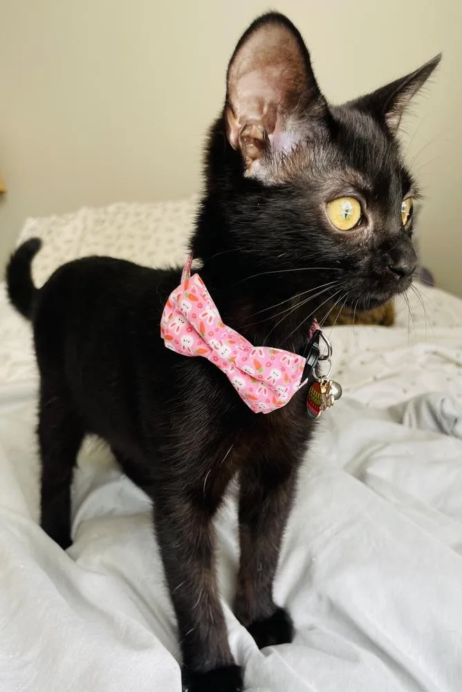 A baby small-sized female Black Domestic Short Hair cat named Baby Girl for adoption in Salisbury, NC