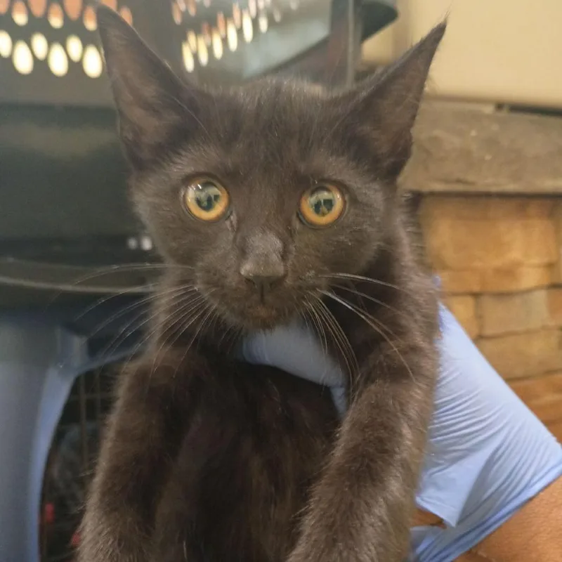 A baby small-sized female Black Domestic Short Hair cat named Cassiopeia for adoption in Lynchburg, VA