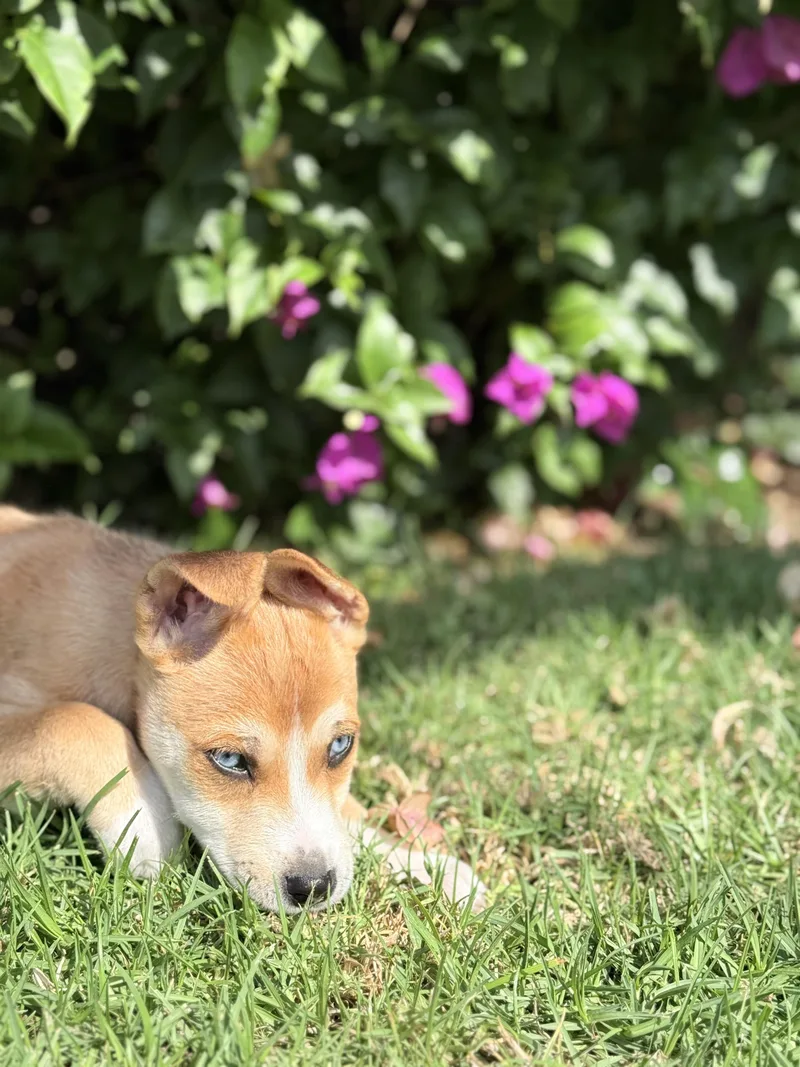 A baby medium-sized male Husky dog named Kai for adoption in San Diego, CA