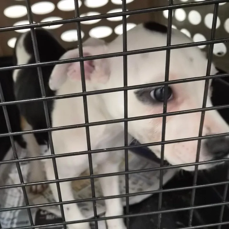 A baby small-sized female White / Cream Terrier dog named Muffy for adoption in Montgomery, AL