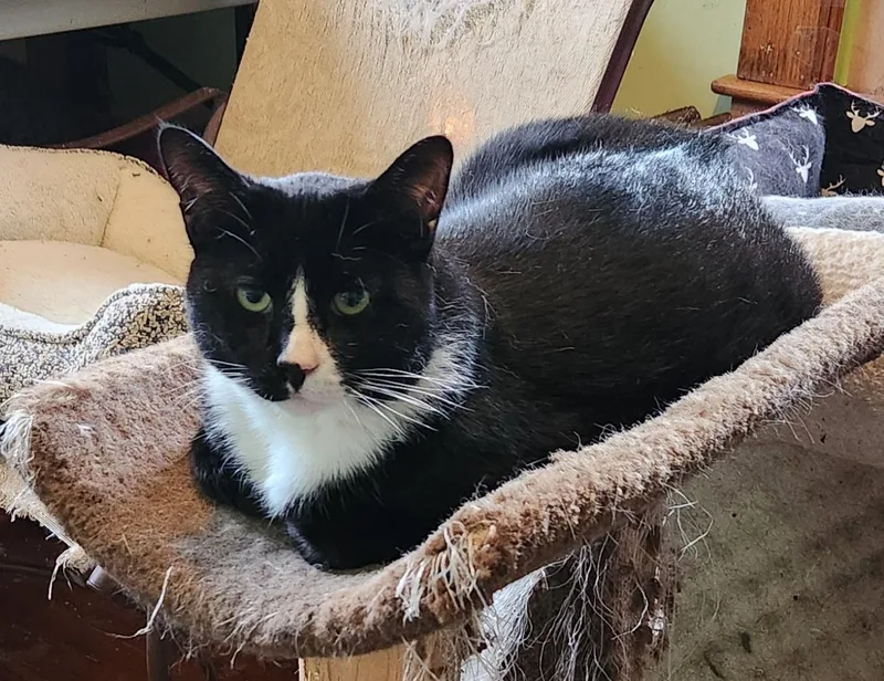 An adult medium-sized male Black & White / Tuxedo Domestic Short Hair cat named Oreo for adoption in Peekskill, NY