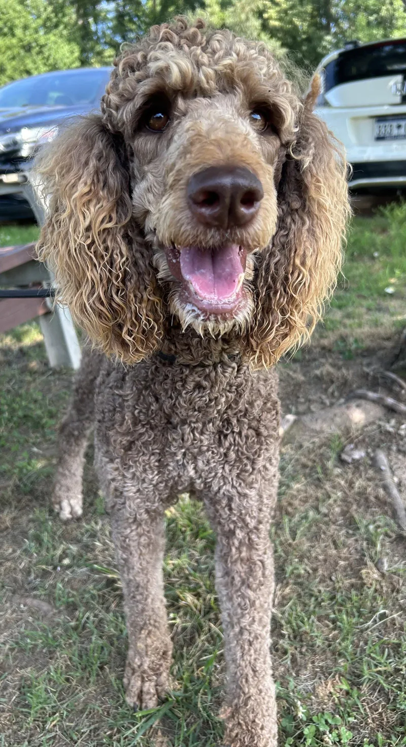 An adult large-sized female Standard Poodle dog named Penny Apr for adoption in Pacolet, SC
