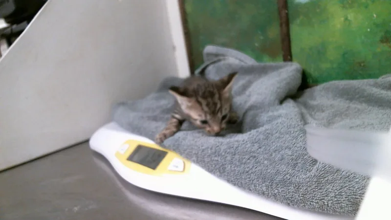 A baby small-sized male Domestic Short Hair cat named Nelson for adoption in Houston, TX