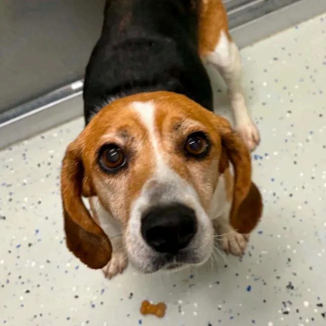 An adult medium-sized female Black Beagle dog named Juno for adoption in Aldie, VA