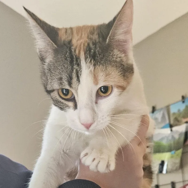 Marzipan thumbnail 2