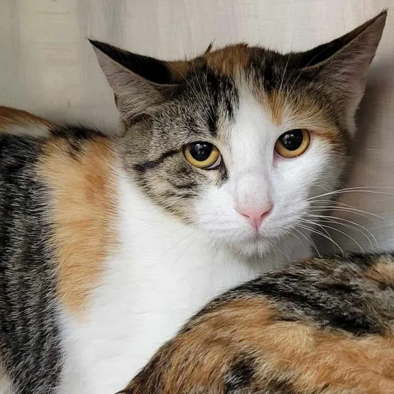 Marzipan thumbnail 3