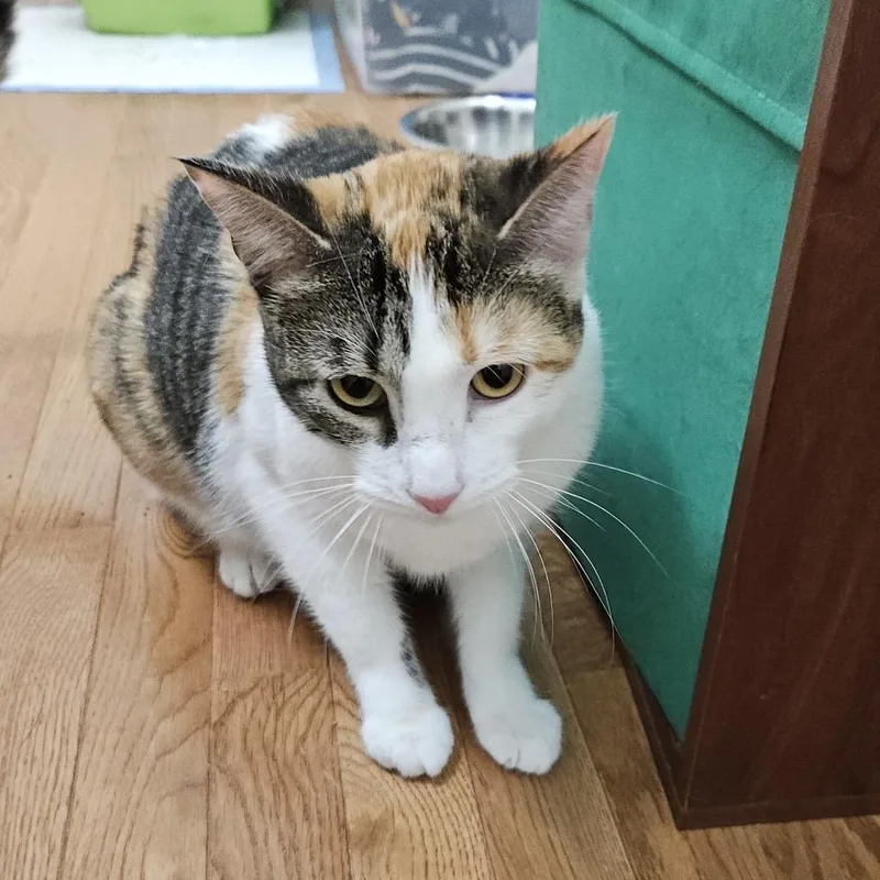 Marzipan thumbnail 4