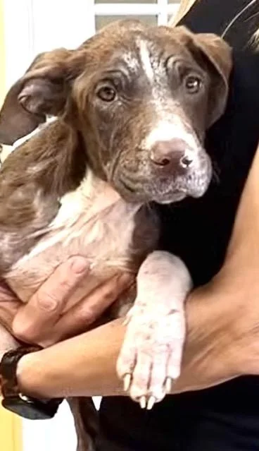 A baby medium-sized male Labrador Retriever dog named Frodo Waggins for adoption in New Orleans, LA