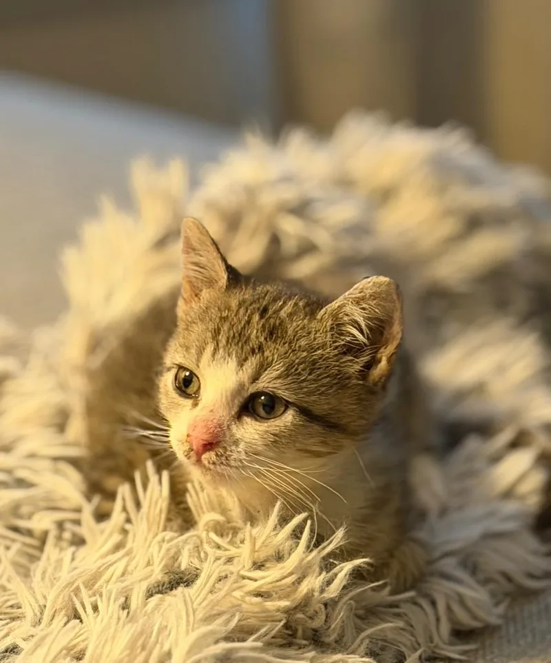 A baby small-sized female Domestic Short Hair cat named Mochi for adoption in Newnan, GA