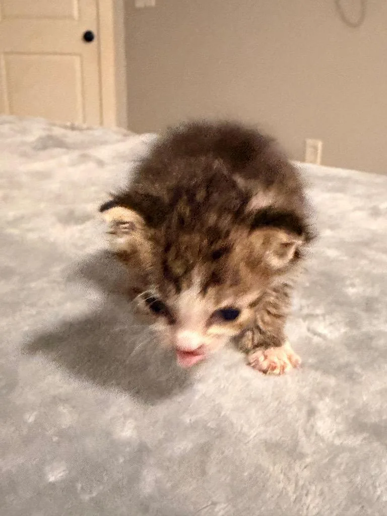 Mochi thumbnail 3