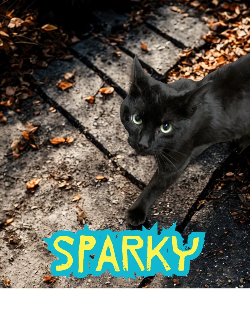 A young medium-sized male Black Domestic Short Hair cat named Sparky for adoption in Orleans, VT