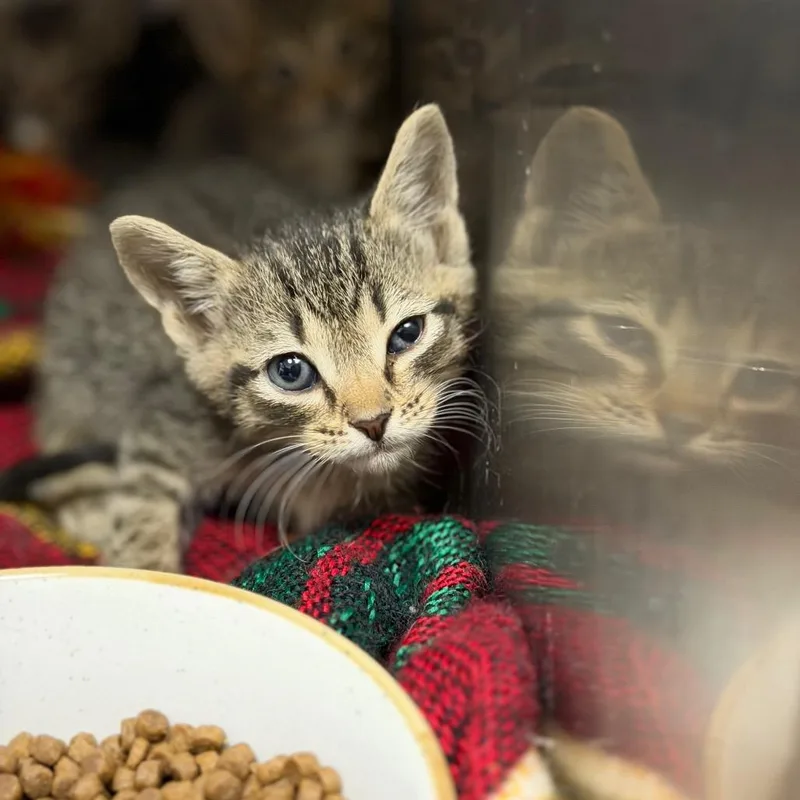 A baby small-sized female Black Domestic Short Hair cat named Dee for adoption in Fort Smith, AR