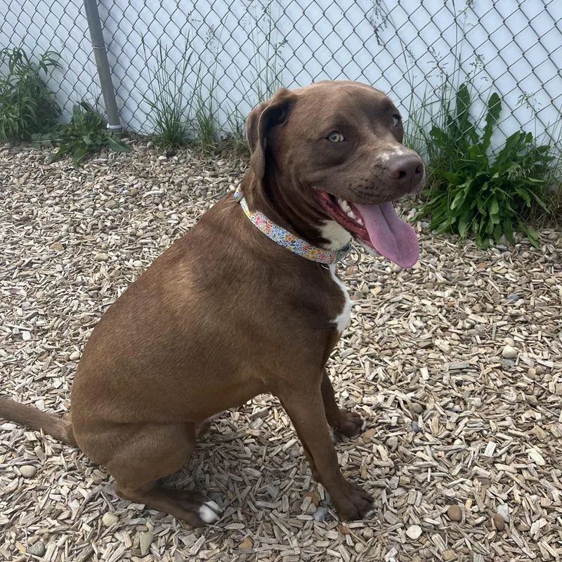 A young large-sized male Brown / Chocolate Terrier dog named Cooper for adoption in Elyria, OH