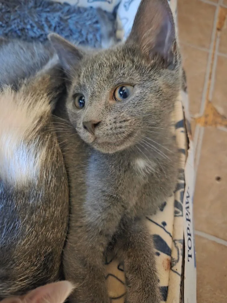 A baby medium-sized female Domestic Short Hair cat named Clay for adoption in Johnson City, TN