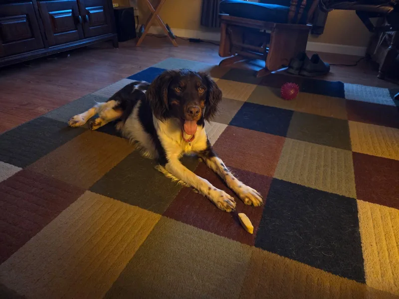 A young large-sized male Brittany Spaniel dog named INHershey for adoption in Baldwinsville, NY