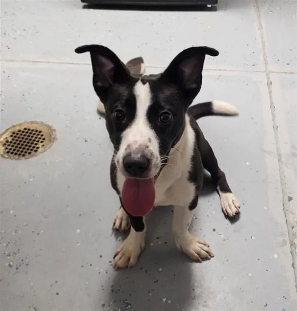 A young medium-sized female Staffordshire Bull Terrier dog named Sugar for adoption in Sugar Land, TX