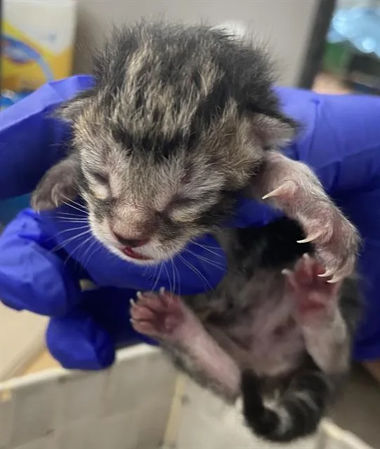 A baby medium-sized female Domestic Short Hair cat named Britten for adoption in Dallas, TX
