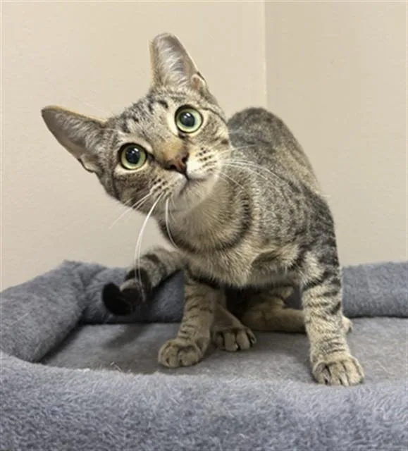 A young medium-sized female Domestic Short Hair cat named Amelia for adoption in Naples, FL