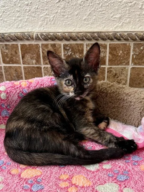 A baby small-sized female Domestic Short Hair cat named Blossom for adoption in Tustin, CA