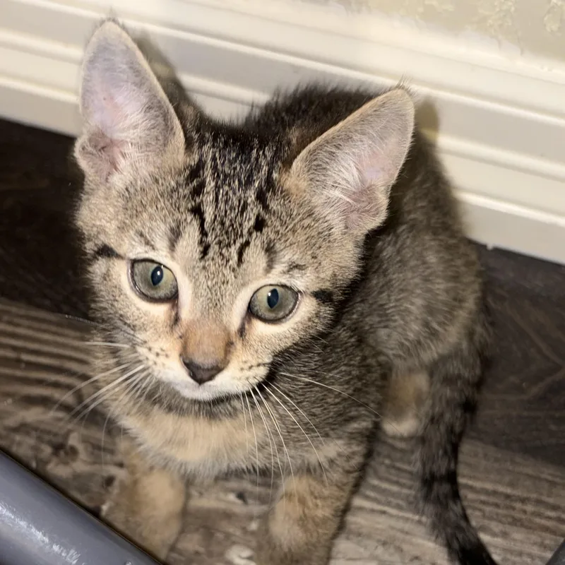 A baby medium-sized male Tabby (Gray / Blue / Silver) Domestic Short Hair cat named Diego for adoption in Liverpool, TX