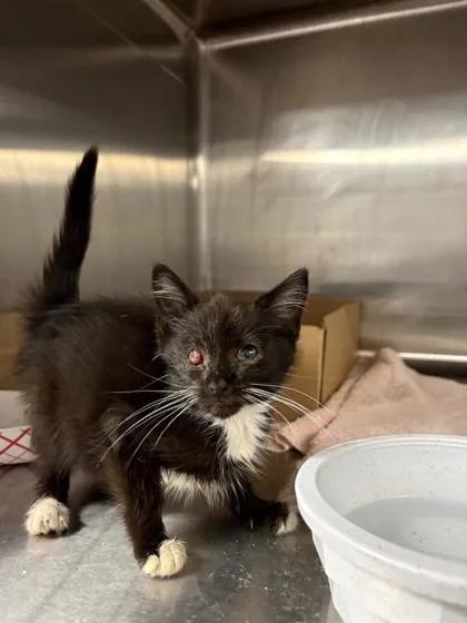 A baby small-sized female Domestic Short Hair cat named Almighty for adoption in West Chester, PA