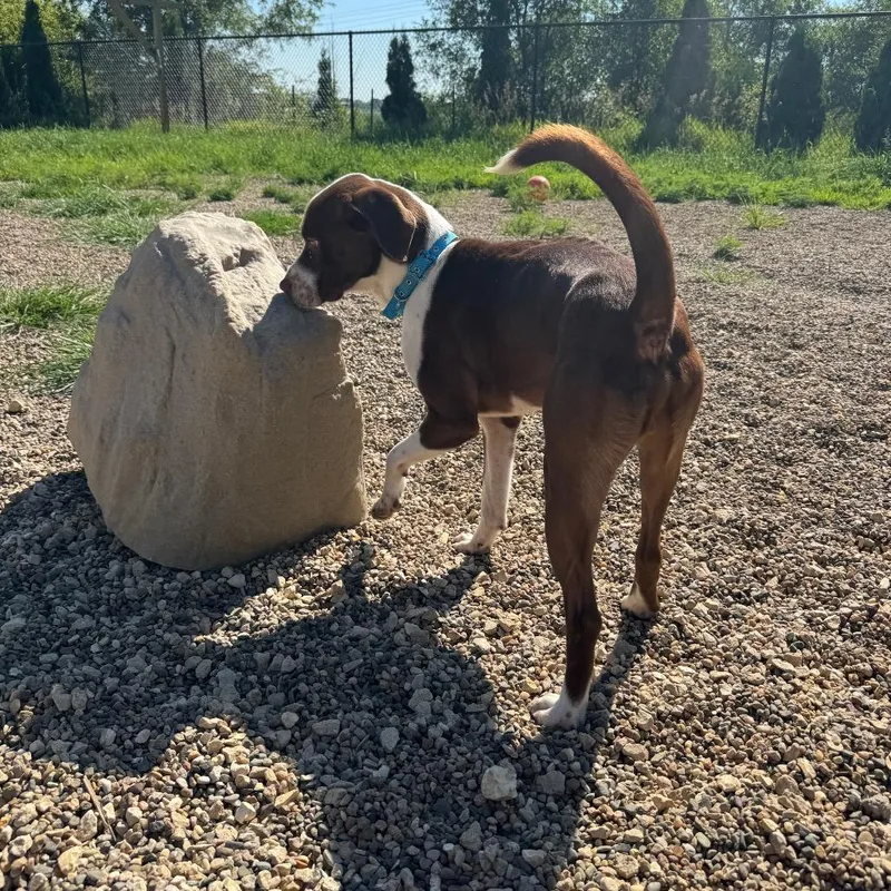 An adult medium-sized male Mixed Breed dog named Marco for adoption in Monticello, IA