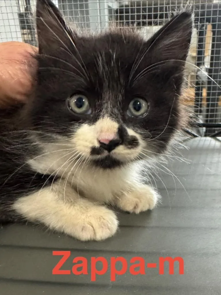 Zappa