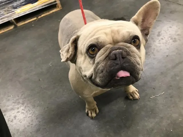 A young medium-sized female French Bulldog dog named Kara for adoption in Tustin, CA