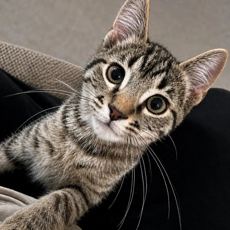 A baby small-sized male Brown / Chocolate Domestic Short Hair cat named Woody for adoption in Rochester, MN