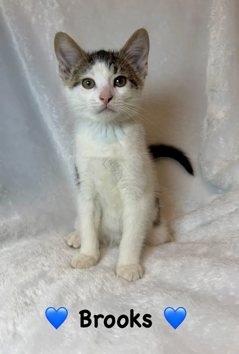 A baby medium-sized male Gray & White Domestic Short Hair cat named Brooks for adoption in Copley, OH