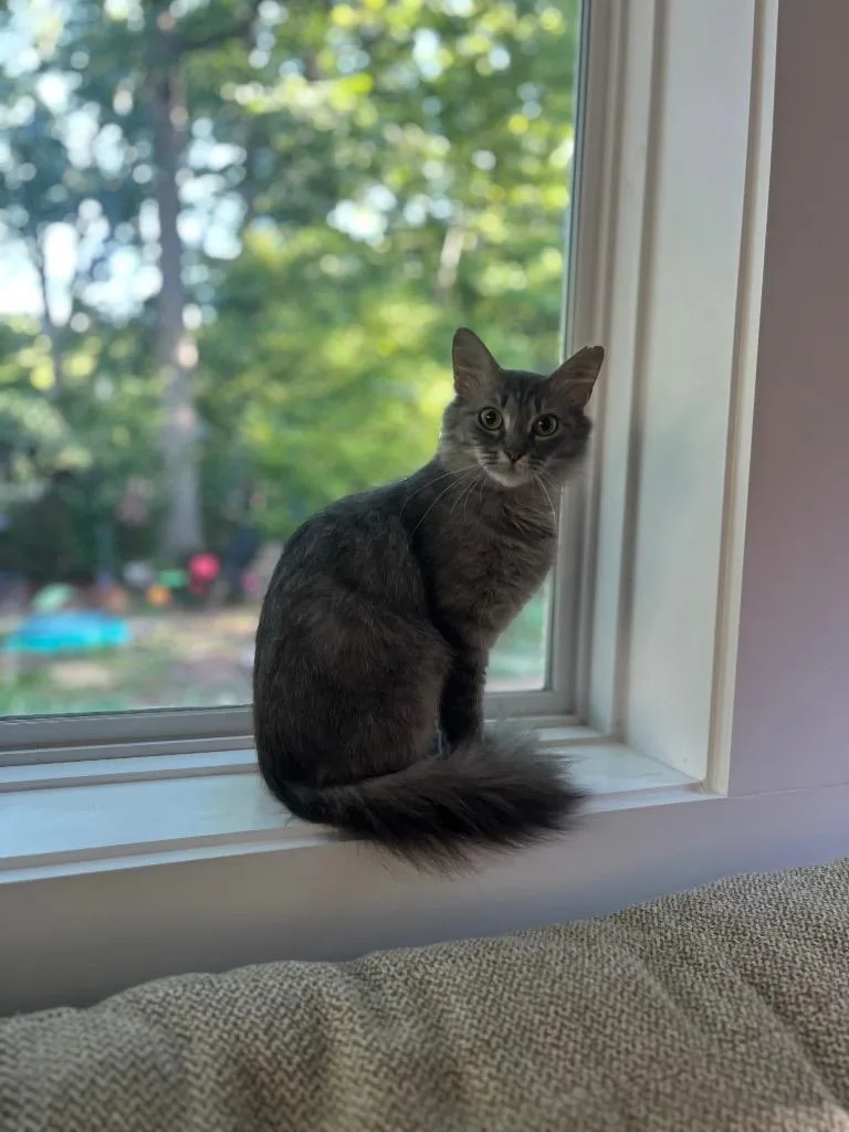 A young medium-sized female Domestic Medium Hair cat named Denim Lace for adoption in Youngsville, NC
