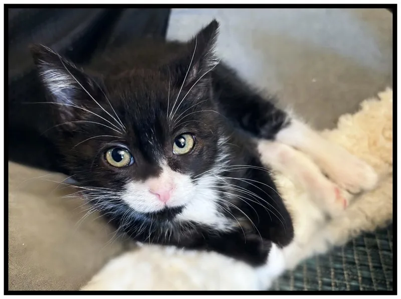 A baby small-sized female Black & White / Tuxedo Domestic Short Hair cat named Pixie for adoption in Silver Spring, MD