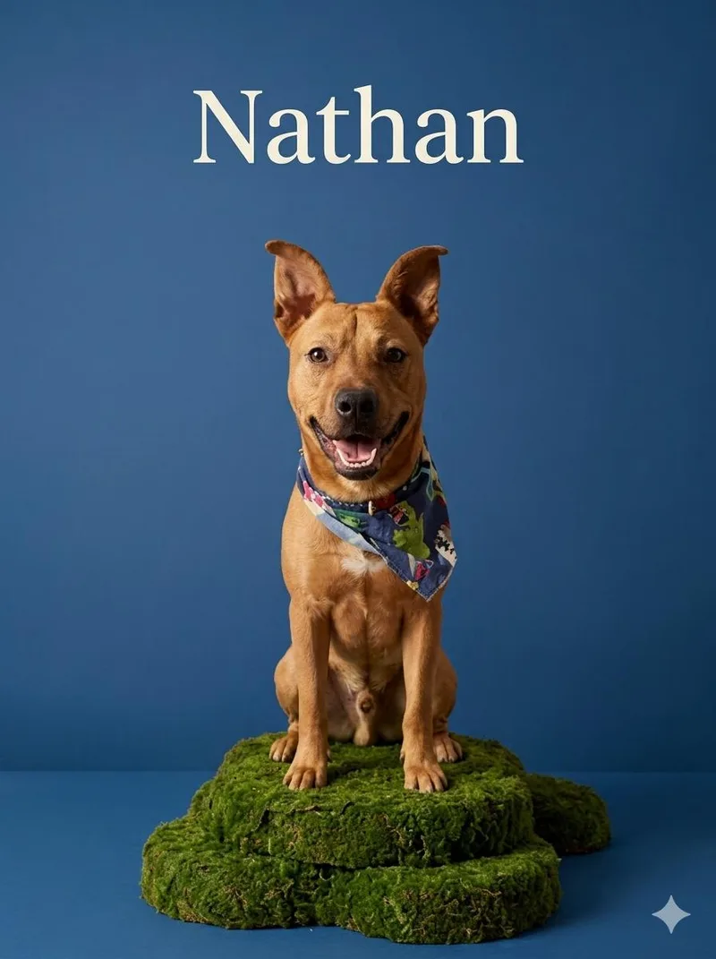 A young medium-sized male Red / Chestnut / Orange Labrador Retriever dog named Nathan for adoption in Tyler, TX