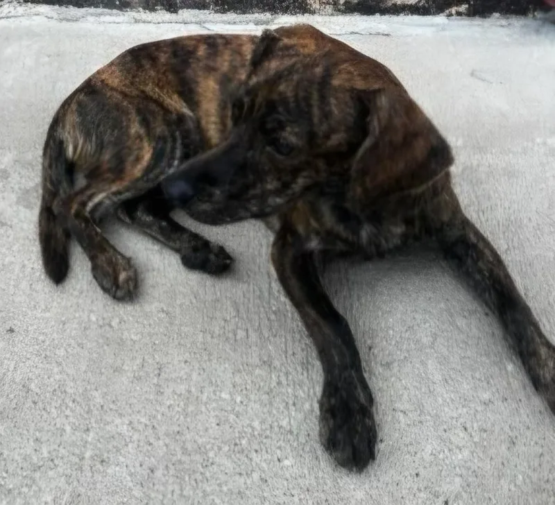 A young small-sized male Brindle Chihuahua dog named Jasper for adoption in Lexington, KY