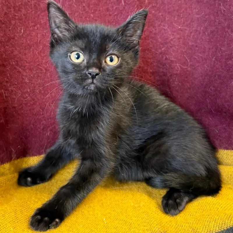 A baby small-sized male Black Domestic Short Hair cat named Fade for adoption in Mount Juliet, TN