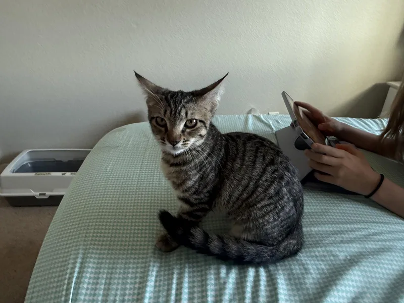 Bagel thumbnail 2